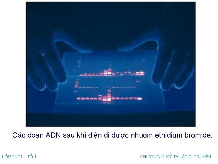 Các đoạn ADN sau khi điện di được nhuôm ethidium bromide. LỚP 2 NT