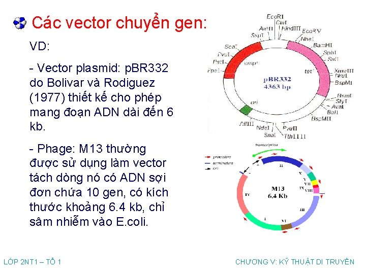 Các vector chuyển gen: VD: - Vector plasmid: p. BR 332 do Bolivar và