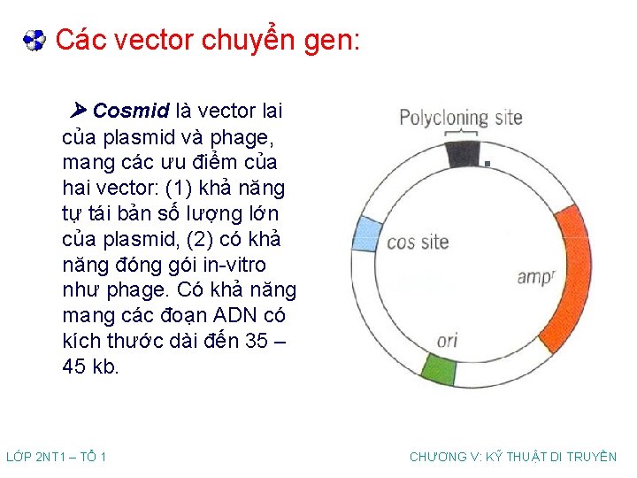 Các vector chuyển gen: Cosmid là vector lai của plasmid và phage, mang các
