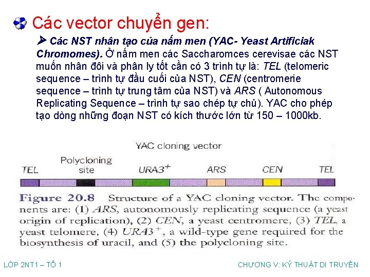 Các vector chuyển gen: Các NST nhân tạo của nấm men (YAC- Yeast Artificiak