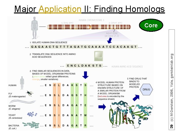 39 (c) M Gerstein, 2006, Yale, gersteinlab. org Major Application II: Finding Homologs Core