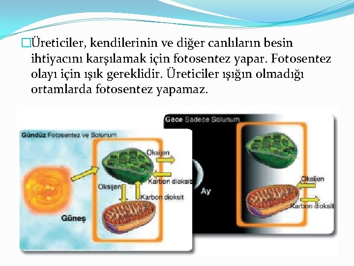 �Üreticiler, kendilerinin ve diğer canlıların besin ihtiyacını karşılamak için fotosentez yapar. Fotosentez olayı için