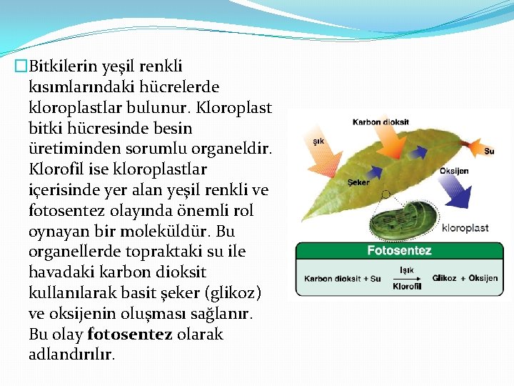 �Bitkilerin yeşil renkli kısımlarındaki hücrelerde kloroplastlar bulunur. Kloroplast bitki hücresinde besin üretiminden sorumlu organeldir.
