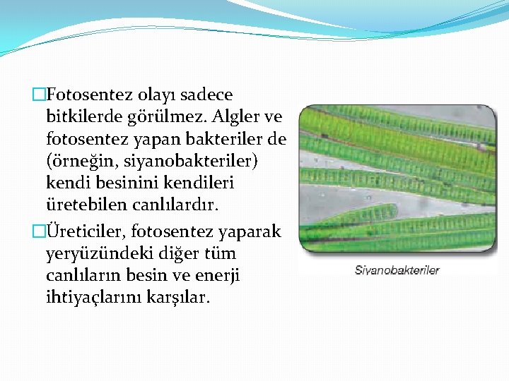 �Fotosentez olayı sadece bitkilerde görülmez. Algler ve fotosentez yapan bakteriler de (örneğin, siyanobakteriler) kendi