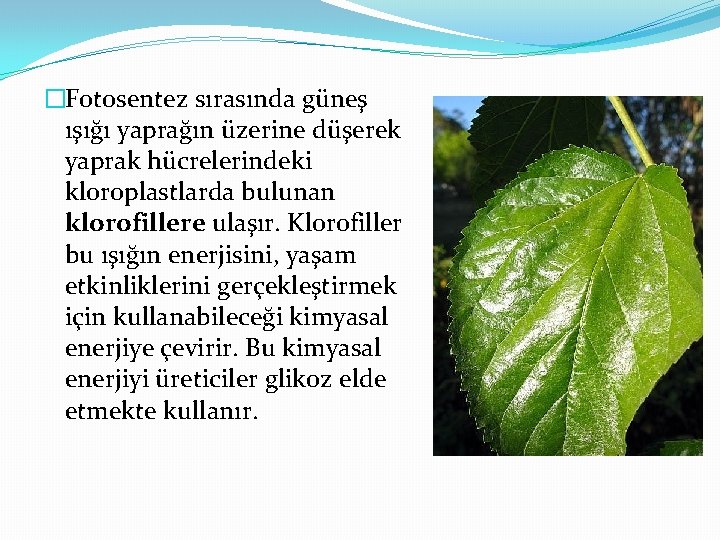 �Fotosentez sırasında güneş ışığı yaprağın üzerine düşerek yaprak hücrelerindeki kloroplastlarda bulunan klorofillere ulaşır. Klorofiller