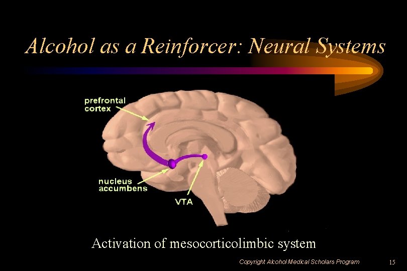 Alcohol as a Reinforcer: Neural Systems Activation of mesocorticolimbic system Copyright Alcohol Medical Scholars