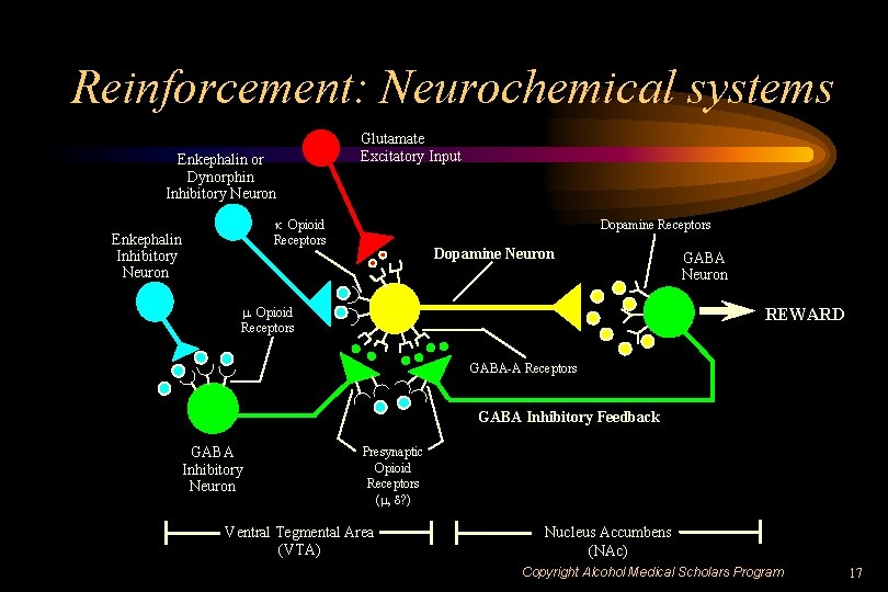 Reinforcement: Neurochemical systems Enkephalin or Dynorphin Inhibitory Neuron Glutamate Excitatory Input k Opioid Receptors