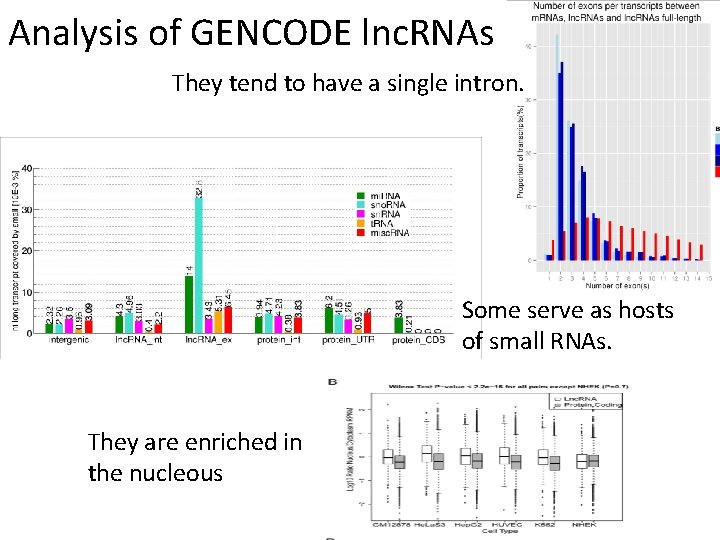 Analysis of GENCODE lnc. RNAs They tend to have a single intron. Some serve