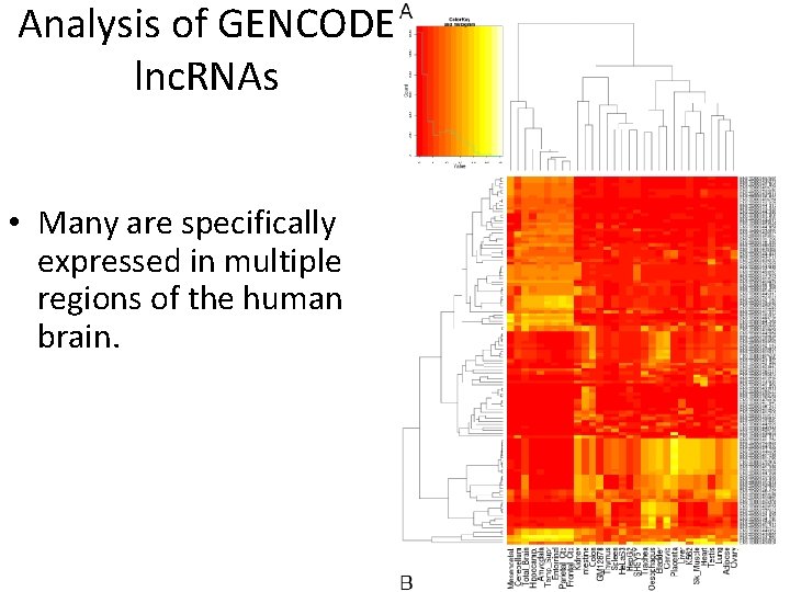 Analysis of GENCODE lnc. RNAs • Many are specifically expressed in multiple regions of