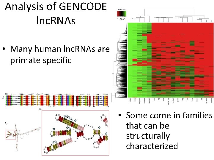 Analysis of GENCODE lnc. RNAs • Many human lnc. RNAs are primate specific •