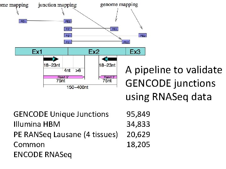 A pipeline to validate GENCODE junctions using RNASeq data GENCODE Unique Junctions Illumina HBM