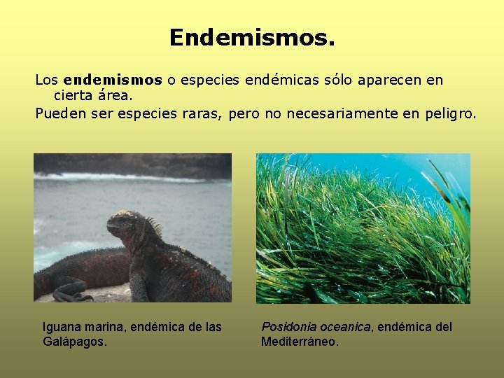 Endemismos. Los endemismos o especies endémicas sólo aparecen en cierta área. Pueden ser especies