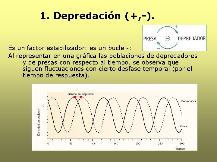 1. Depredación (+, -). Es un factor estabilizador: es un bucle -: Al representar