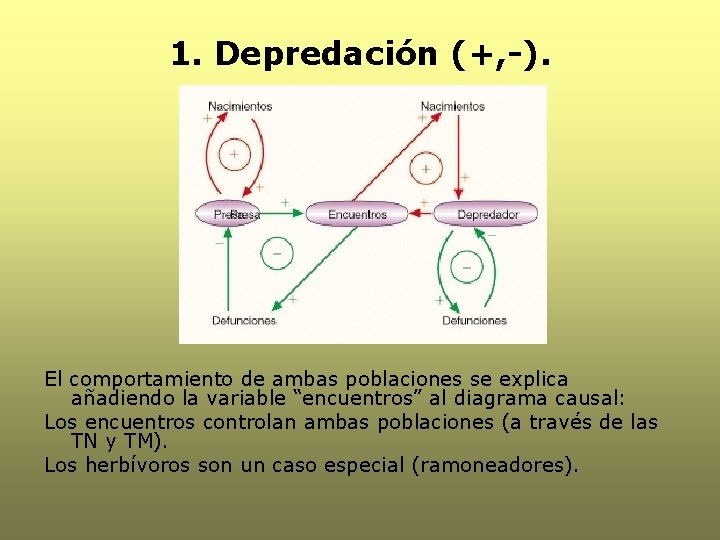 1. Depredación (+, -). El comportamiento de ambas poblaciones se explica añadiendo la variable