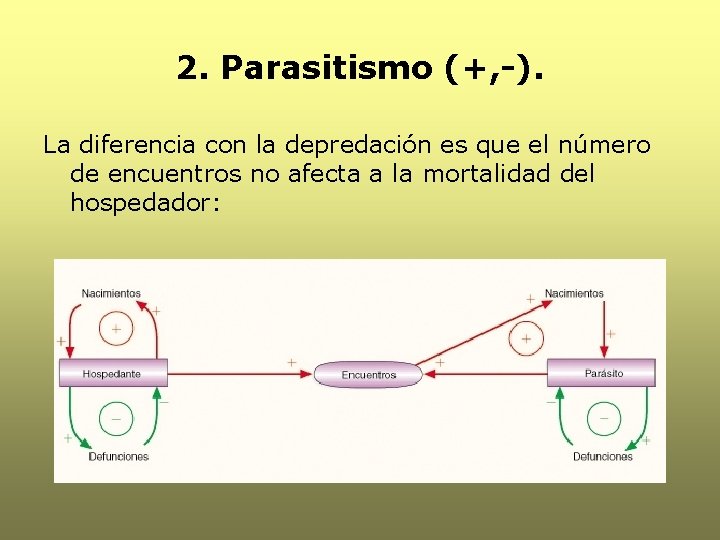 2. Parasitismo (+, -). La diferencia con la depredación es que el número de