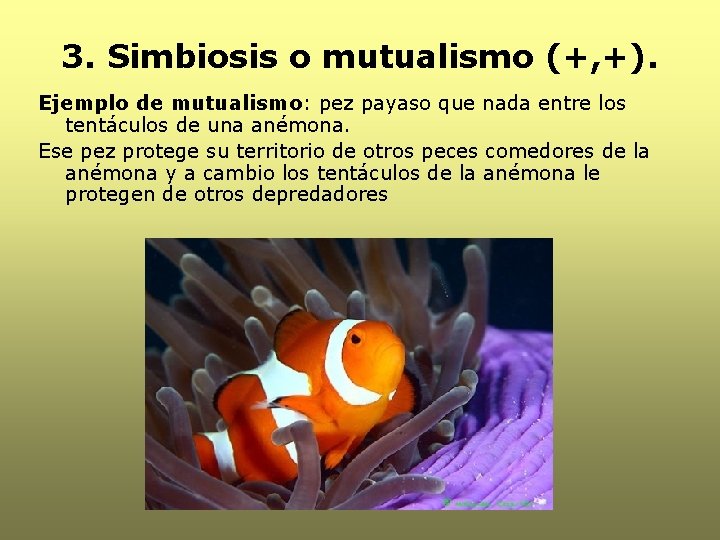 3. Simbiosis o mutualismo (+, +). Ejemplo de mutualismo: pez payaso que nada entre