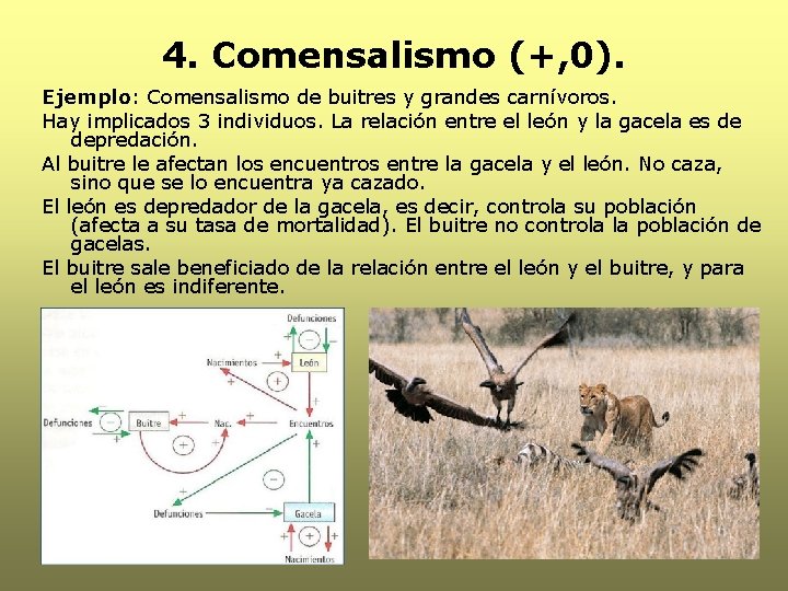 4. Comensalismo (+, 0). Ejemplo: Comensalismo de buitres y grandes carnívoros. Hay implicados 3
