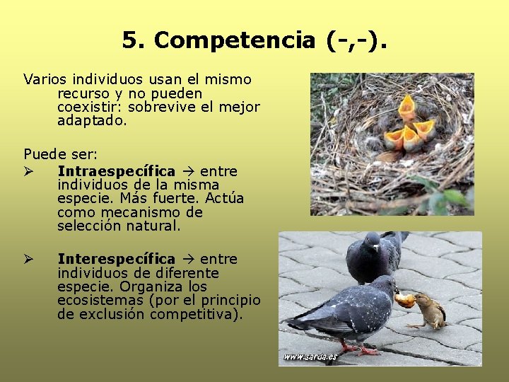 5. Competencia (-, -). Varios individuos usan el mismo recurso y no pueden coexistir: