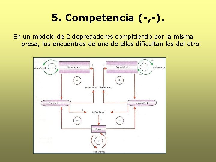 5. Competencia (-, -). En un modelo de 2 depredadores compitiendo por la misma