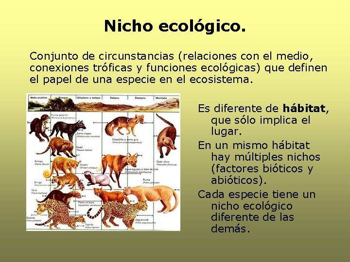 Nicho ecológico. Conjunto de circunstancias (relaciones con el medio, conexiones tróficas y funciones ecológicas)