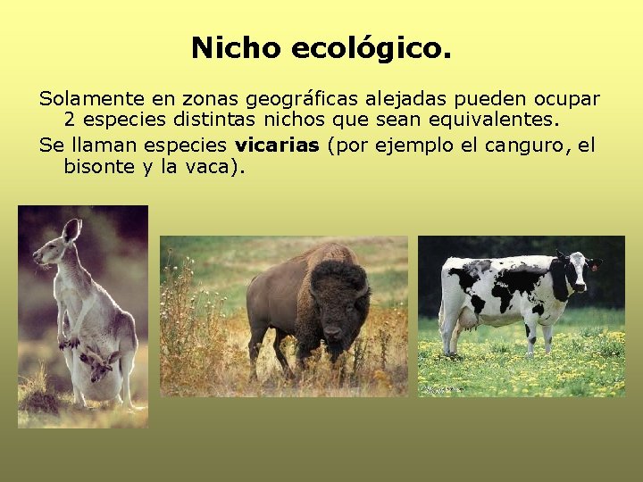 Nicho ecológico. Solamente en zonas geográficas alejadas pueden ocupar 2 especies distintas nichos que