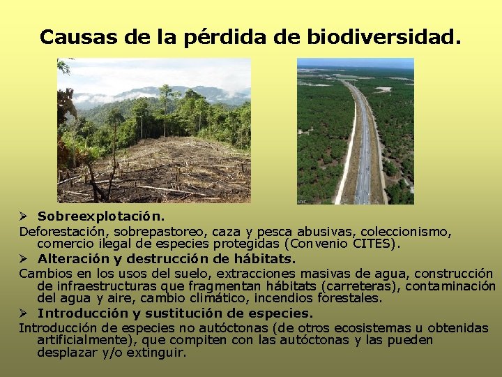 Causas de la pérdida de biodiversidad. Ø Sobreexplotación. Deforestación, sobrepastoreo, caza y pesca abusivas,