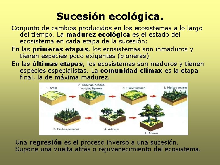 Sucesión ecológica. Conjunto de cambios producidos en los ecosistemas a lo largo del tiempo.