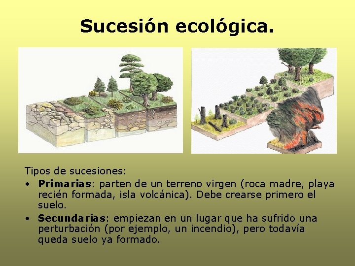 Sucesión ecológica. Tipos de sucesiones: • Primarias: parten de un terreno virgen (roca madre,