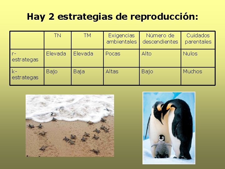 Hay 2 estrategias de reproducción: TN TM Exigencias ambientales Número de descendientes Cuidados parentales