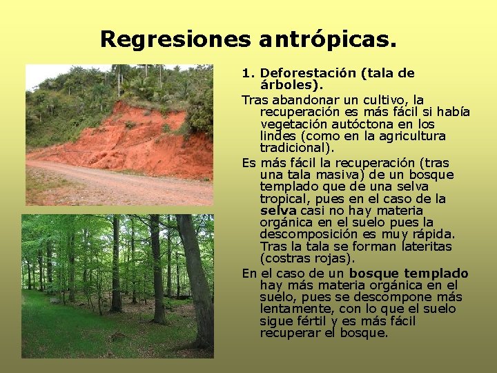Regresiones antrópicas. 1. Deforestación (tala de árboles). Tras abandonar un cultivo, la recuperación es