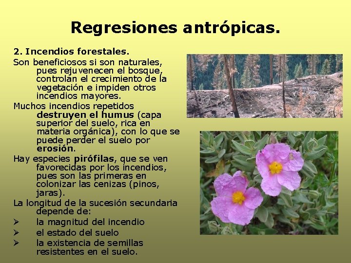 Regresiones antrópicas. 2. Incendios forestales. Son beneficiosos si son naturales, pues rejuvenecen el bosque,
