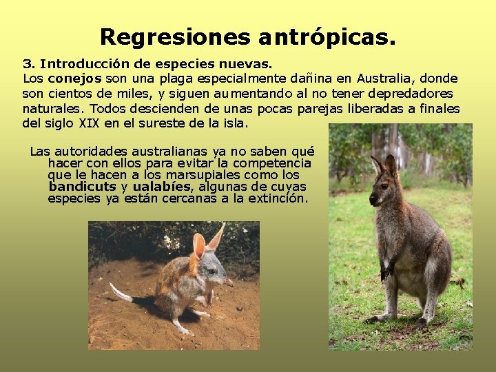 Regresiones antrópicas. 3. Introducción de especies nuevas. Los conejos son una plaga especialmente dañina