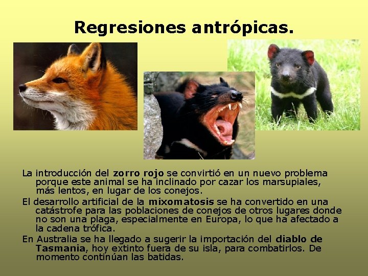 Regresiones antrópicas. La introducción del zorro rojo se convirtió en un nuevo problema porque