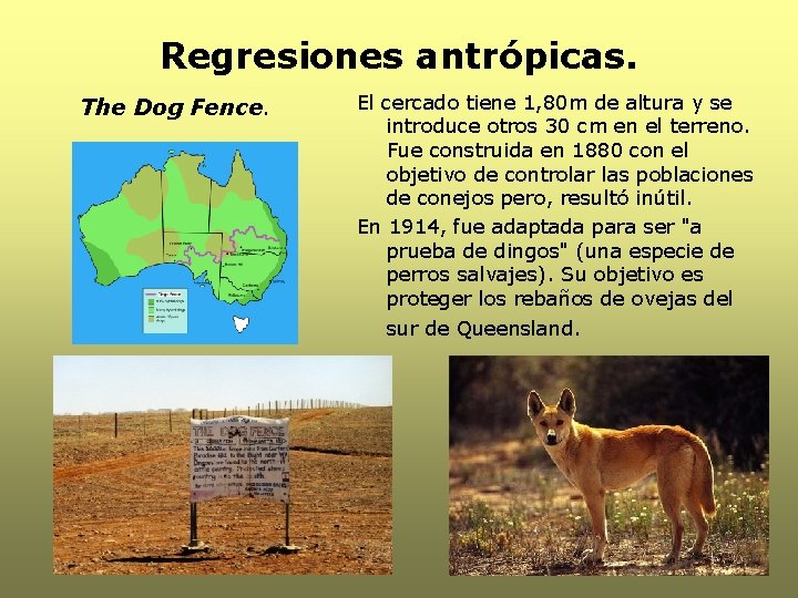 Regresiones antrópicas. The Dog Fence. El cercado tiene 1, 80 m de altura y