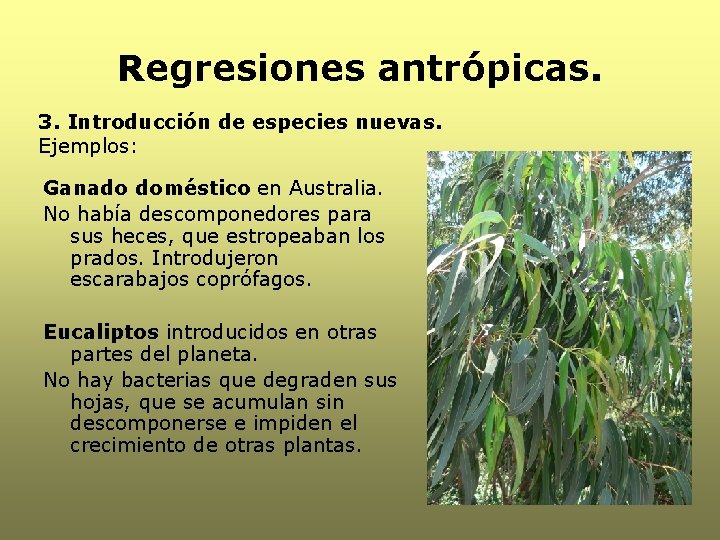 Regresiones antrópicas. 3. Introducción de especies nuevas. Ejemplos: Ganado doméstico en Australia. No había