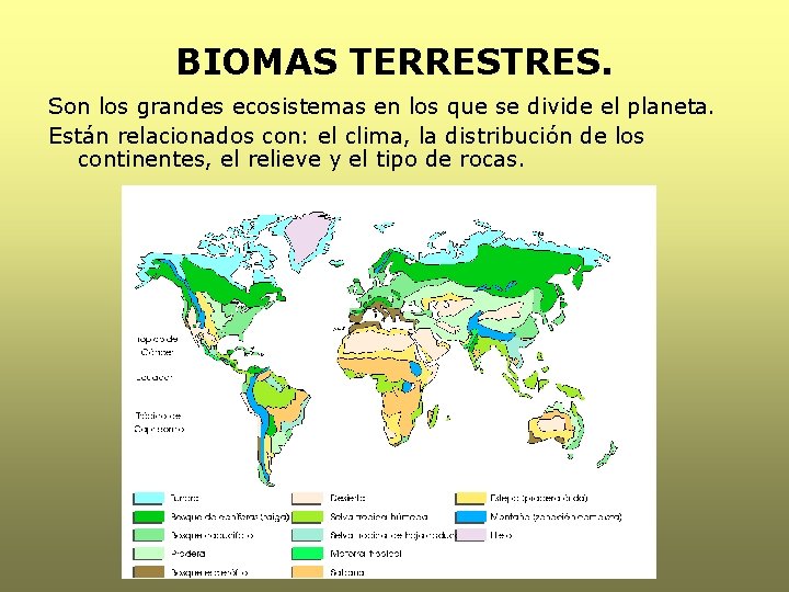 BIOMAS TERRESTRES. Son los grandes ecosistemas en los que se divide el planeta. Están