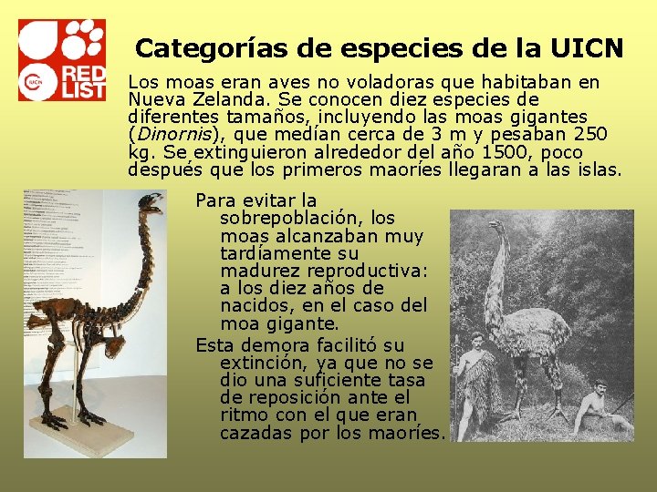 Categorías de especies de la UICN Los moas eran aves no voladoras que habitaban