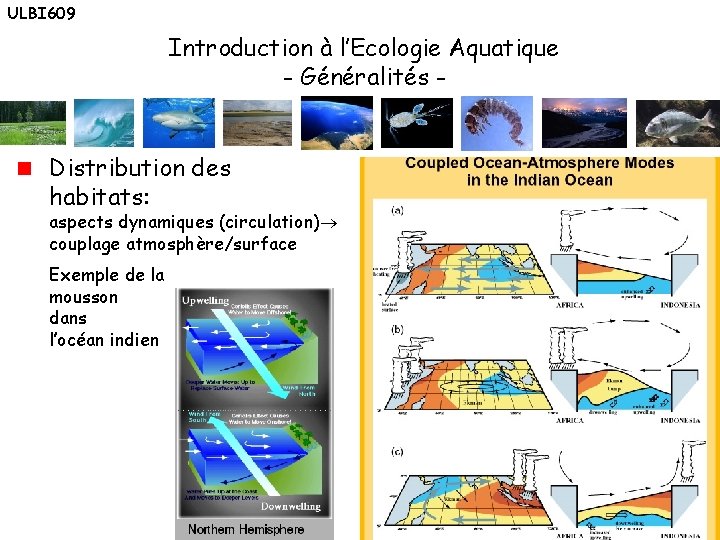 ULBI 609 Introduction à l’Ecologie Aquatique - Généralités Distribution des habitats: aspects dynamiques (circulation)