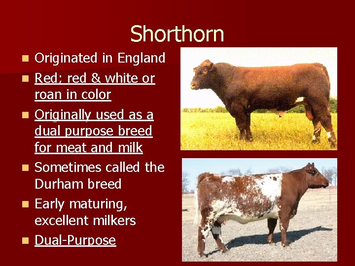 Shorthorn n n n Originated in England Red; red & white or roan in