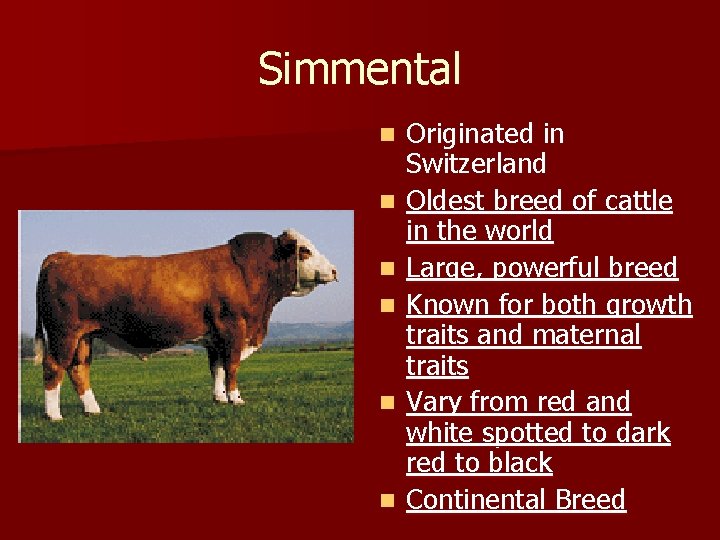 Simmental n n n Originated in Switzerland Oldest breed of cattle in the world