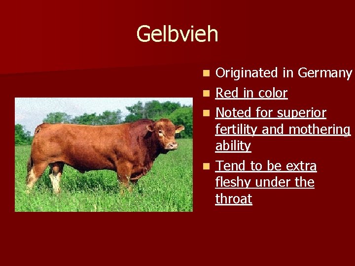 Gelbvieh Originated in Germany n Red in color n Noted for superior fertility and