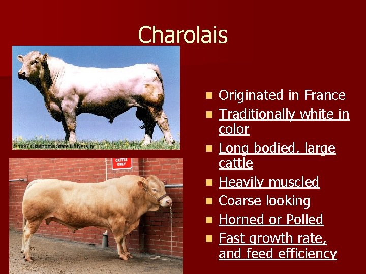 Charolais n n n n Originated in France Traditionally white in color Long bodied,