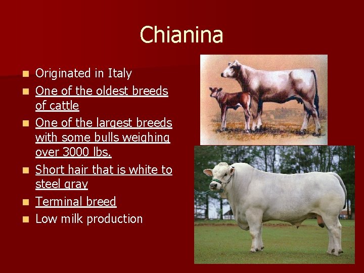 Chianina n n n Originated in Italy One of the oldest breeds of cattle