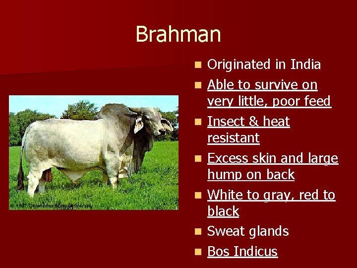 Brahman n n n Originated in India Able to survive on very little, poor