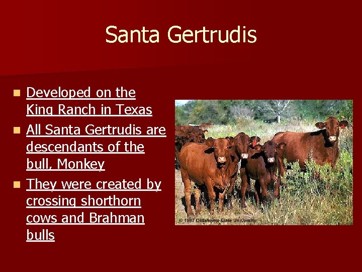 Santa Gertrudis Developed on the King Ranch in Texas n All Santa Gertrudis are