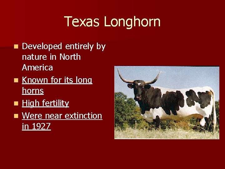 Texas Longhorn n n Developed entirely by nature in North America Known for its