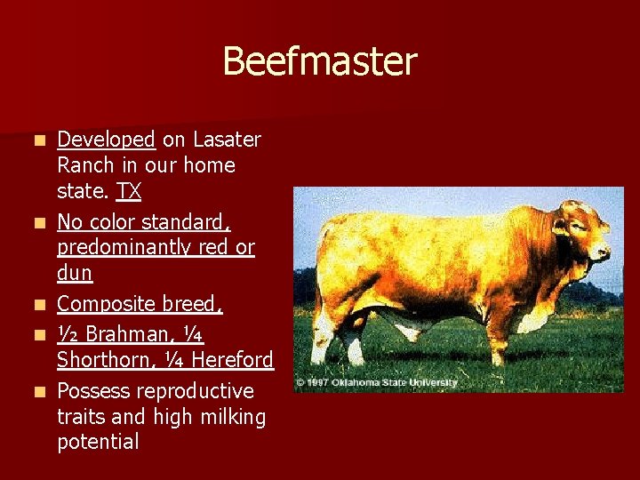 Beefmaster n n n Developed on Lasater Ranch in our home state. TX No