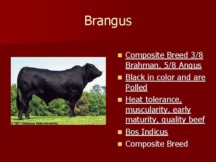 Brangus n n n Composite Breed 3/8 Brahman, 5/8 Angus Black in color and