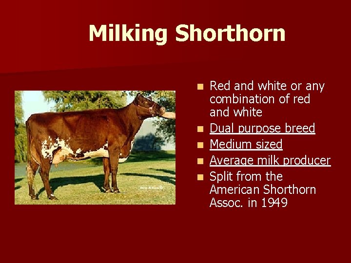 Milking Shorthorn n n Red and white or any combination of red and white