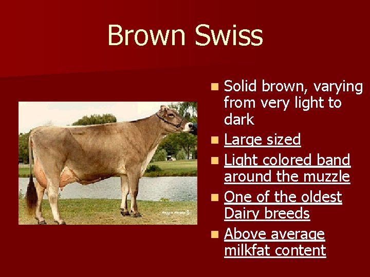 Brown Swiss Solid brown, varying from very light to dark n Large sized n